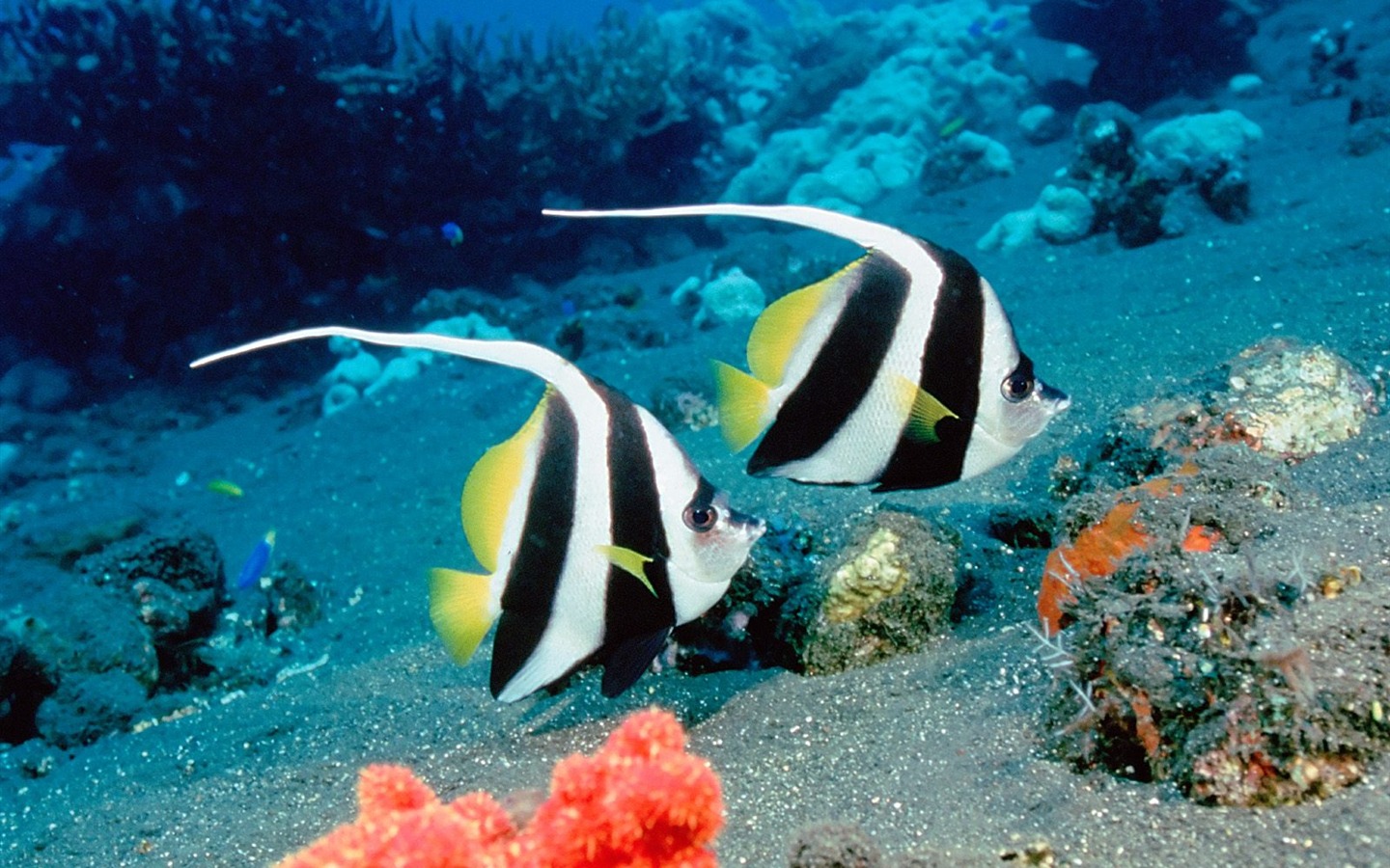 barevné tropické ryby wallpaper alba #26 - 1440x900