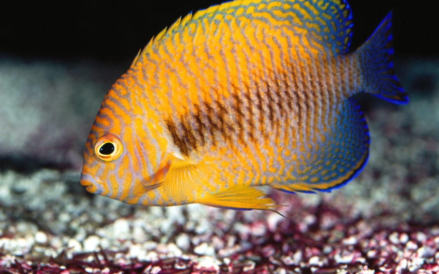 barevné tropické ryby wallpaper alba #6 - 1440x900