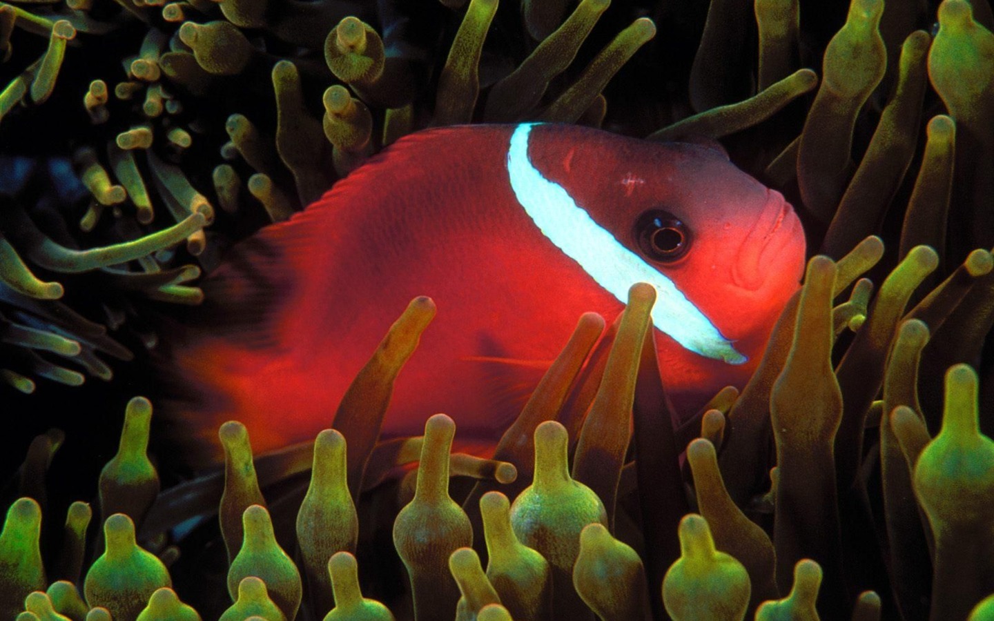 Цветной альбомы тропических рыб обои #10 - 1440x900