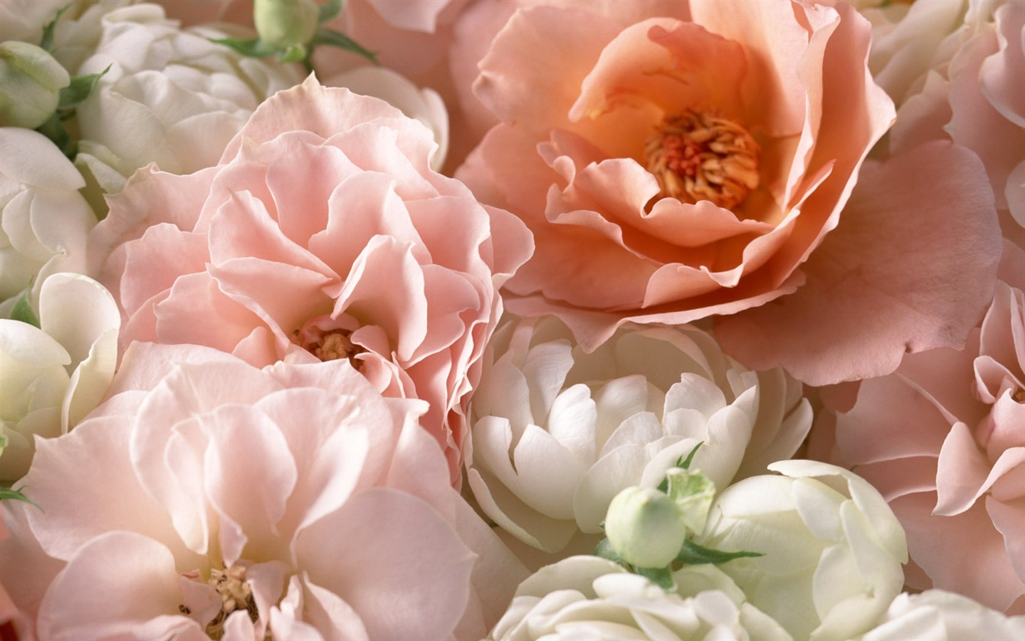 Květiny close-up (14) #2 - 1440x900
