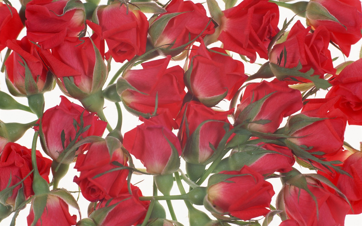 Květiny close-up (14) #4 - 1440x900