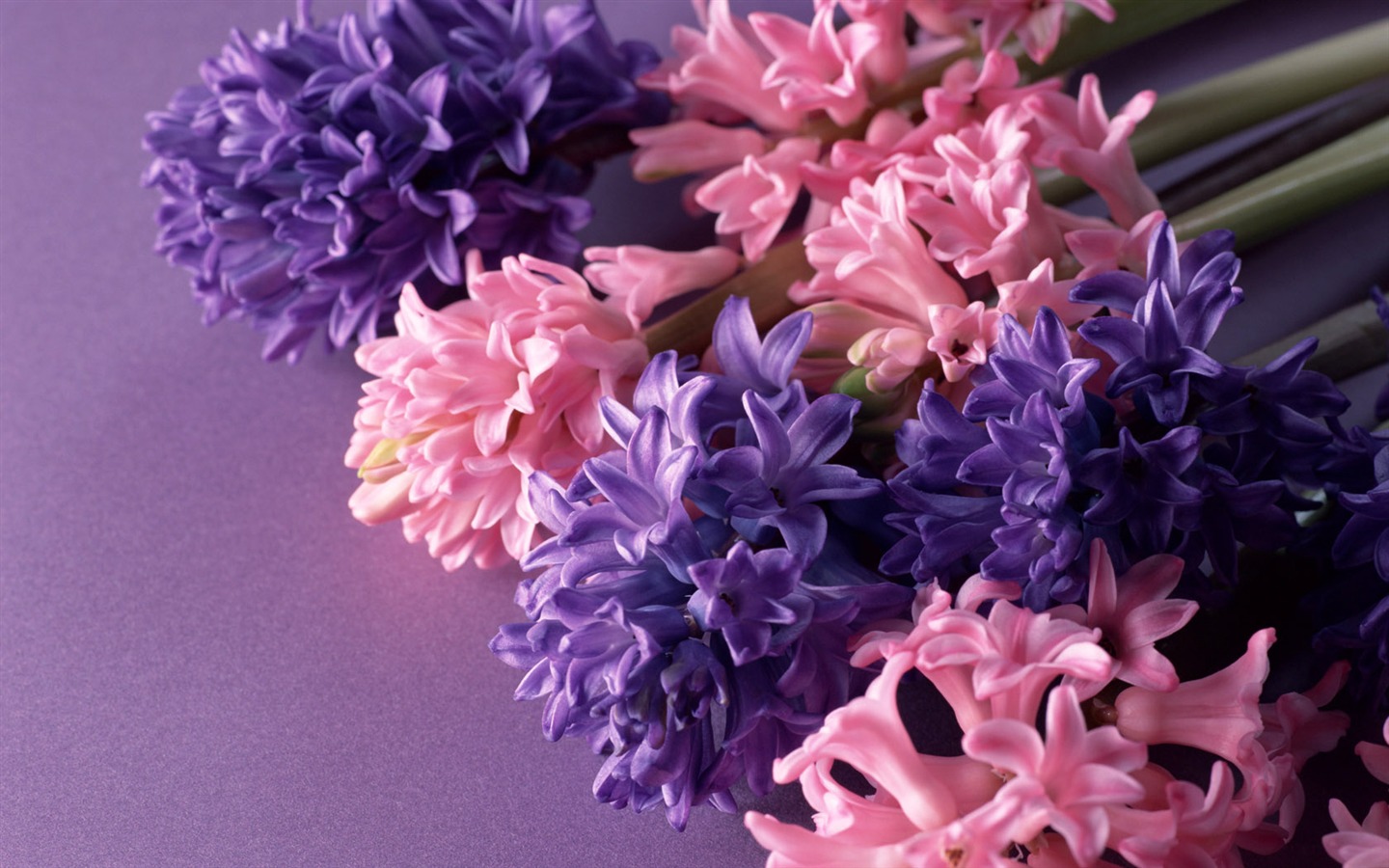 Květiny close-up (14) #11 - 1440x900