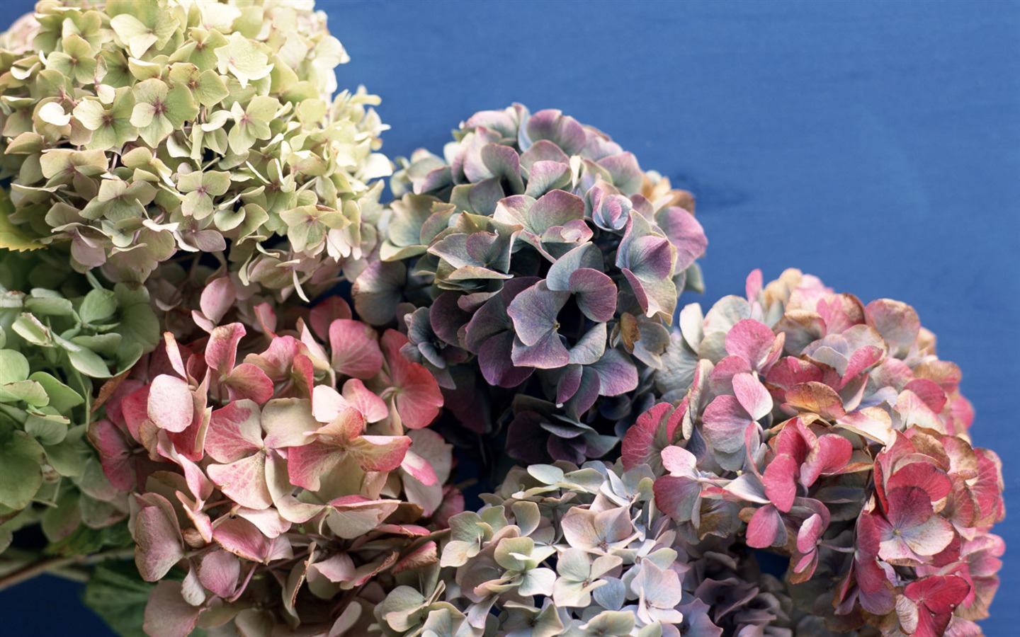 Květiny close-up (14) #12 - 1440x900