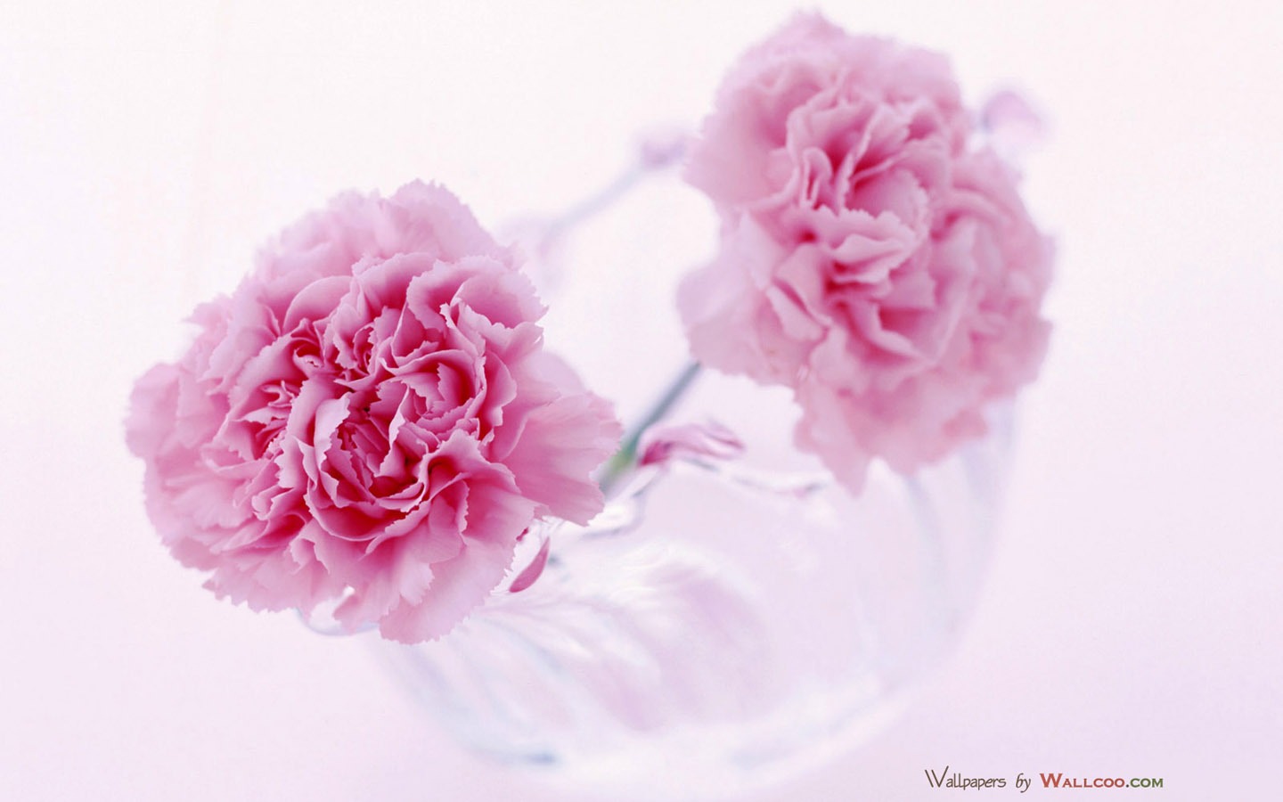 Mother's Day of the carnation wallpaper albums #33 - 1440x900