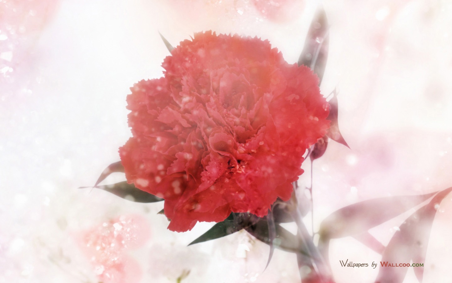 Mother's Day of the carnation wallpaper albums #41 - 1440x900