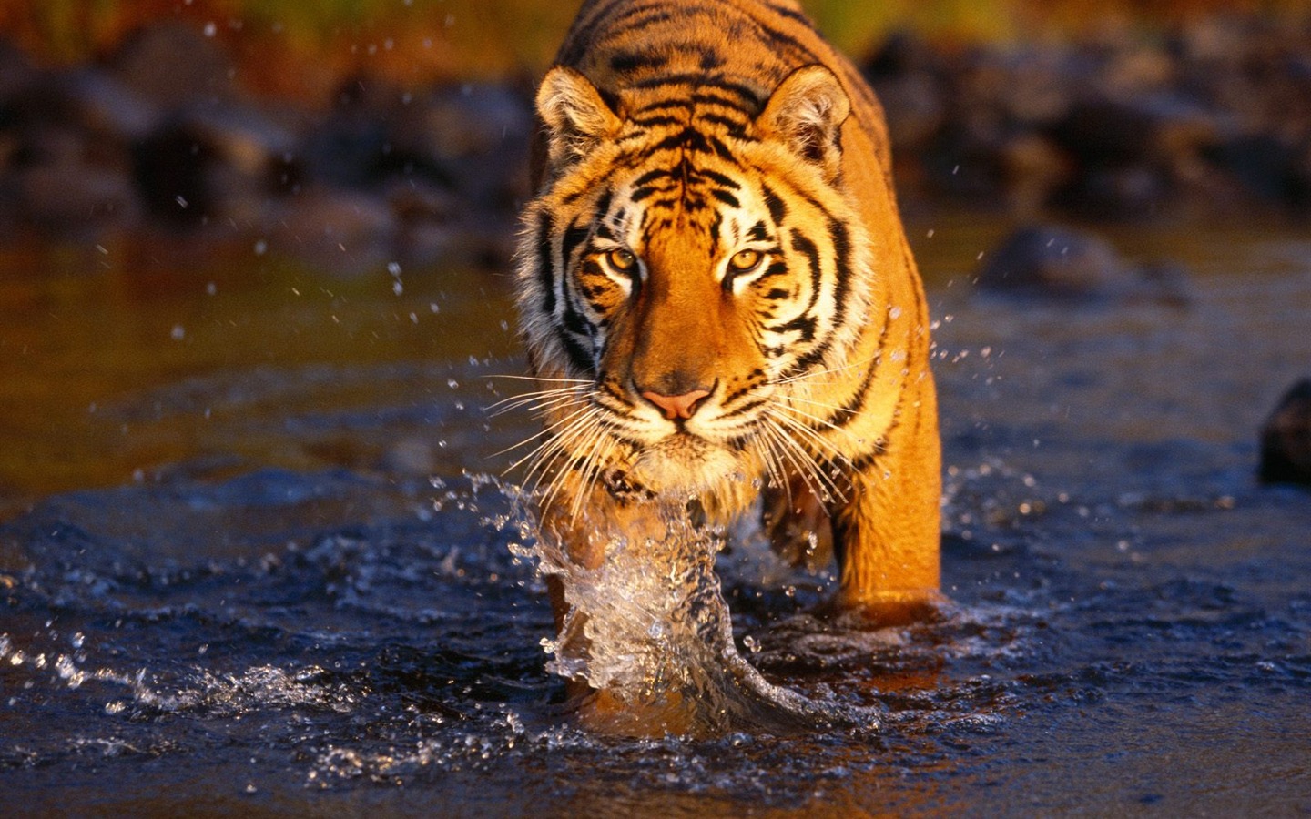 Tiger Фото обои (2) #1 - 1440x900