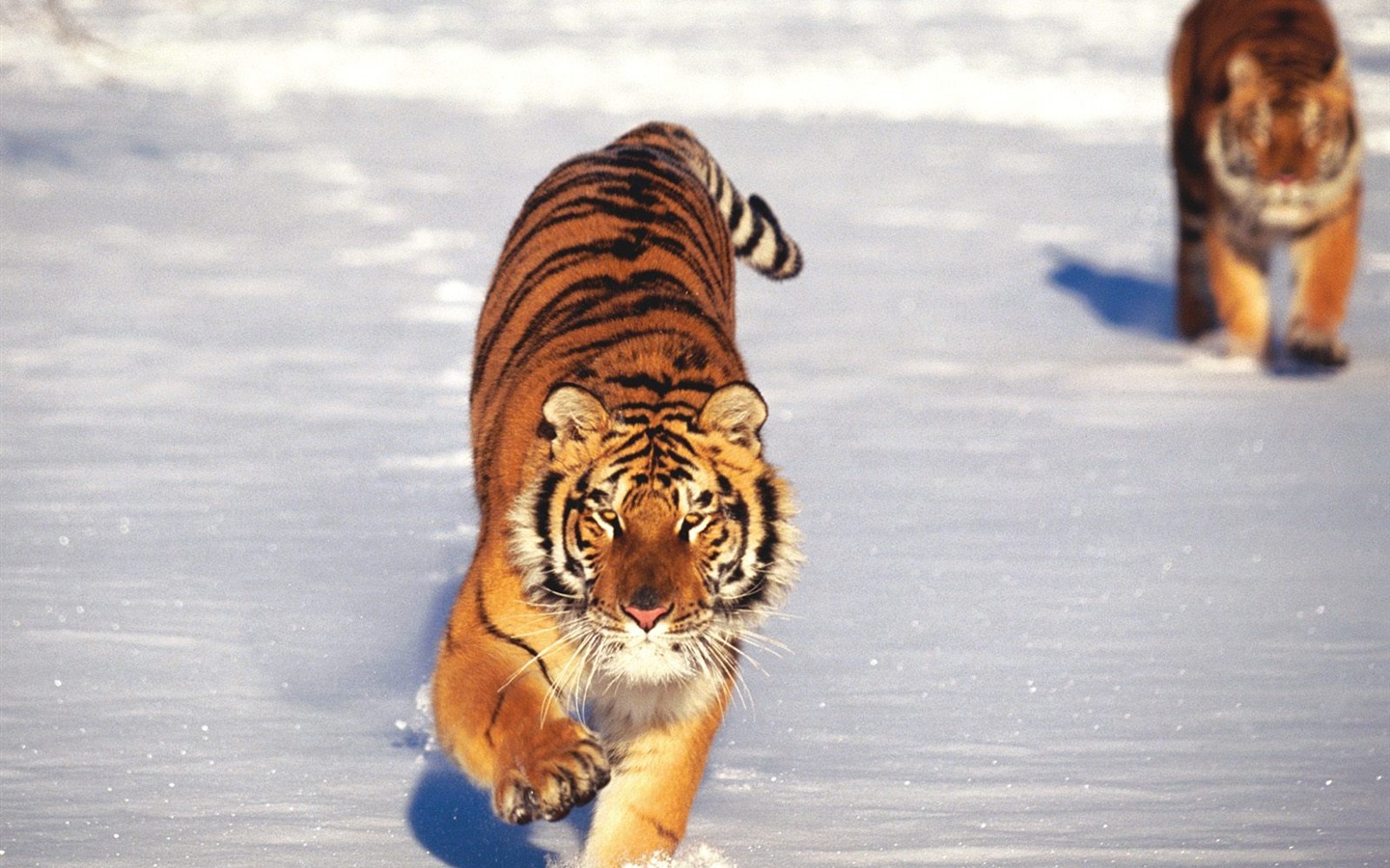 Tiger Фото обои (2) #3 - 1440x900