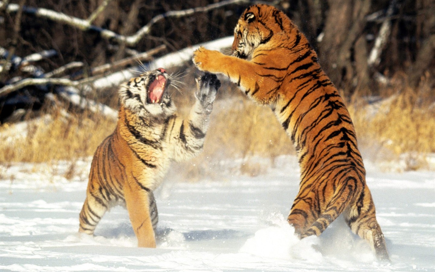 Tiger Фото обои (2) #4 - 1440x900