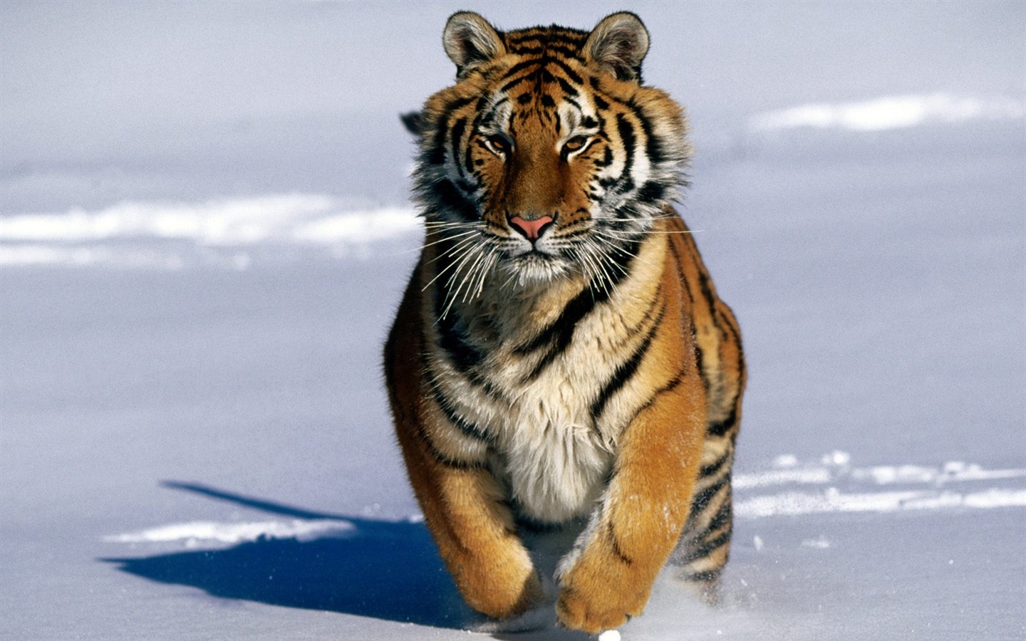 Tiger Фото обои (2) #5 - 1440x900