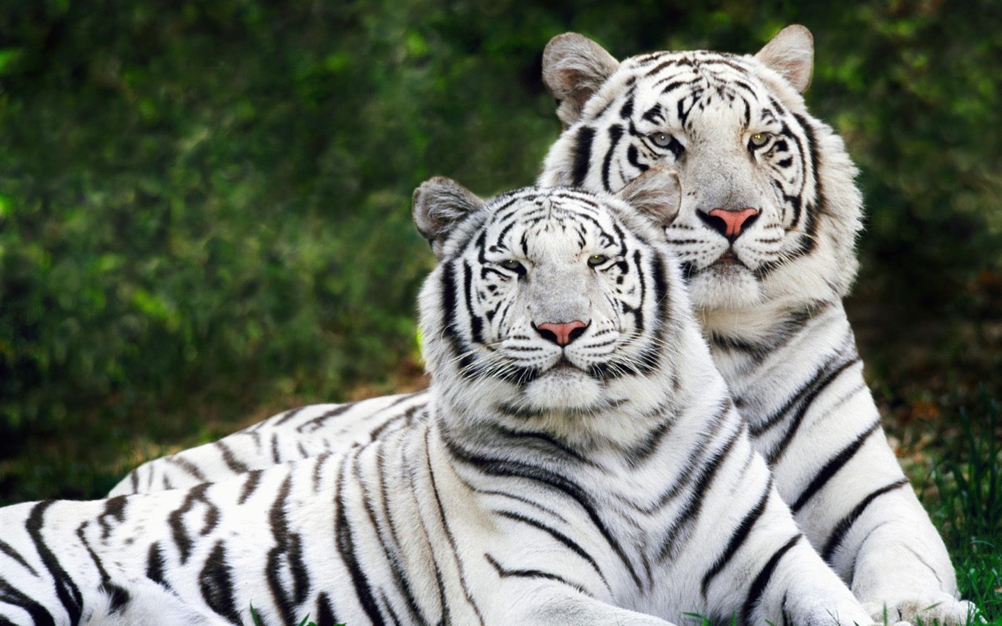 Tiger Фото обои (2) #6 - 1440x900