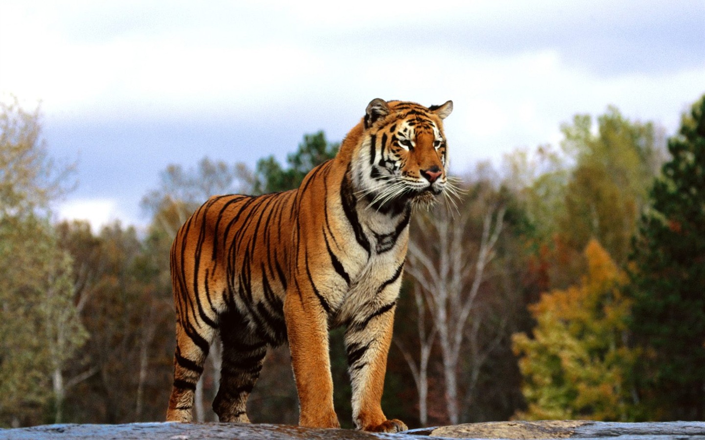 Foto Wallpaper Tigre (2) #17 - 1440x900