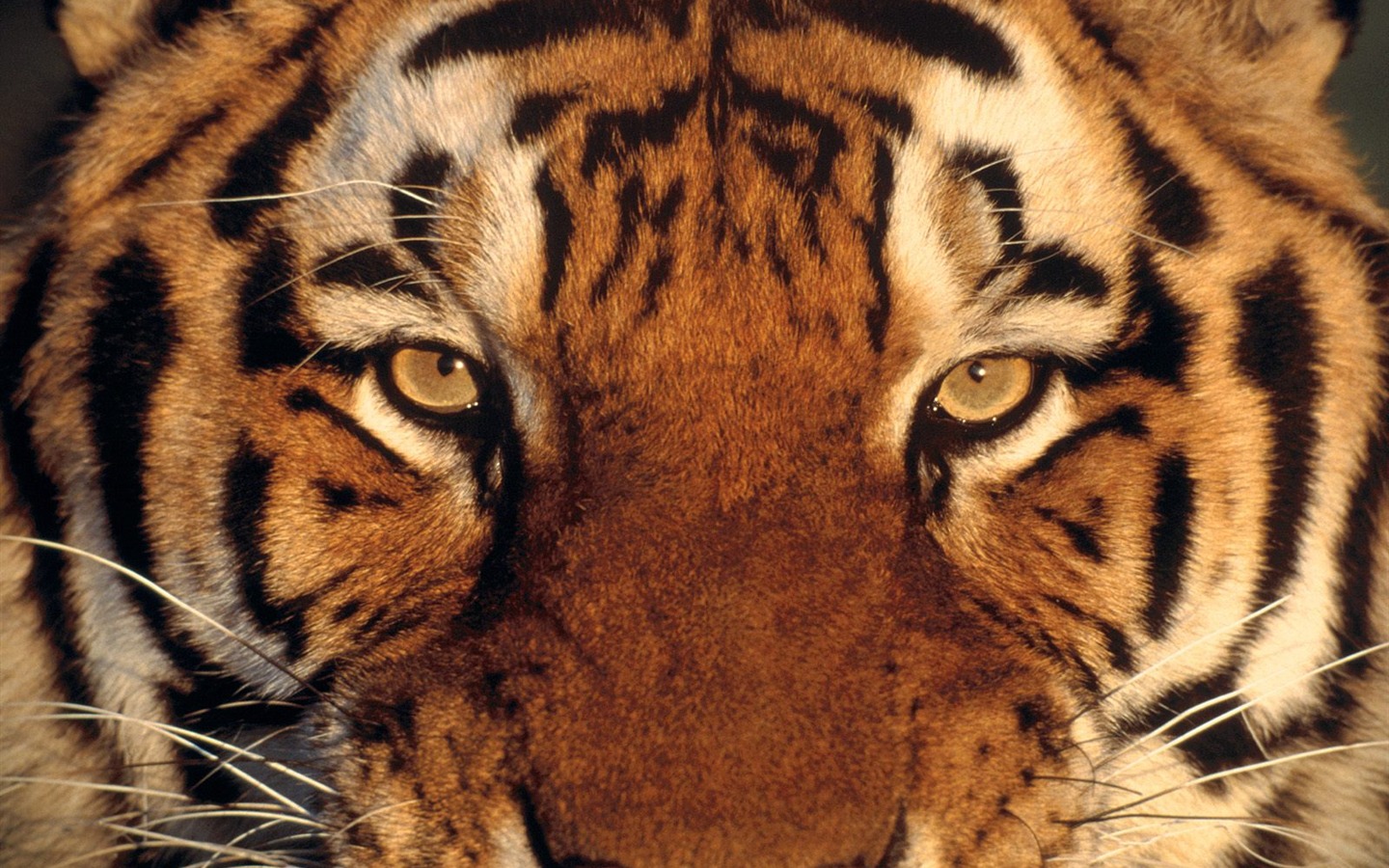 Tiger Foto tapety (2) #19 - 1440x900