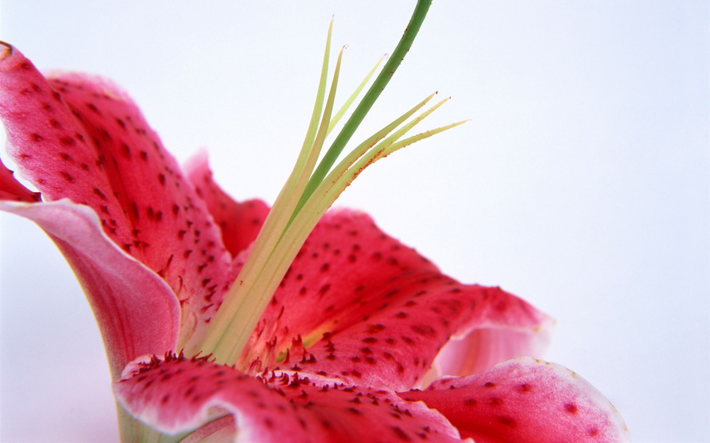 Flowers close-up (15) #2 - 1440x900