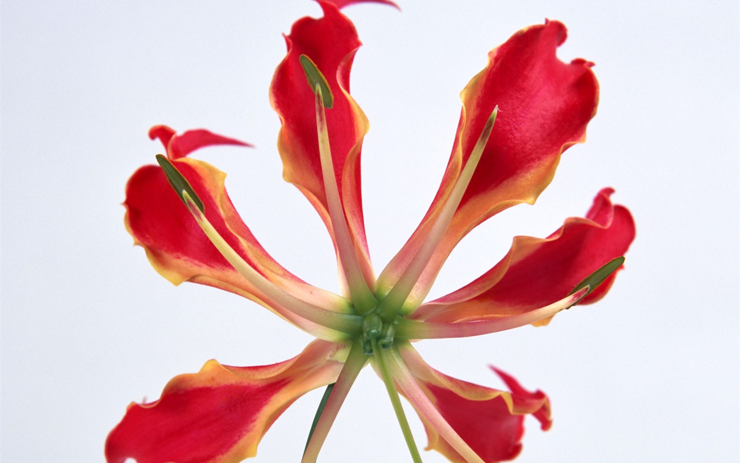 Flores close-up (15) #9 - 1440x900