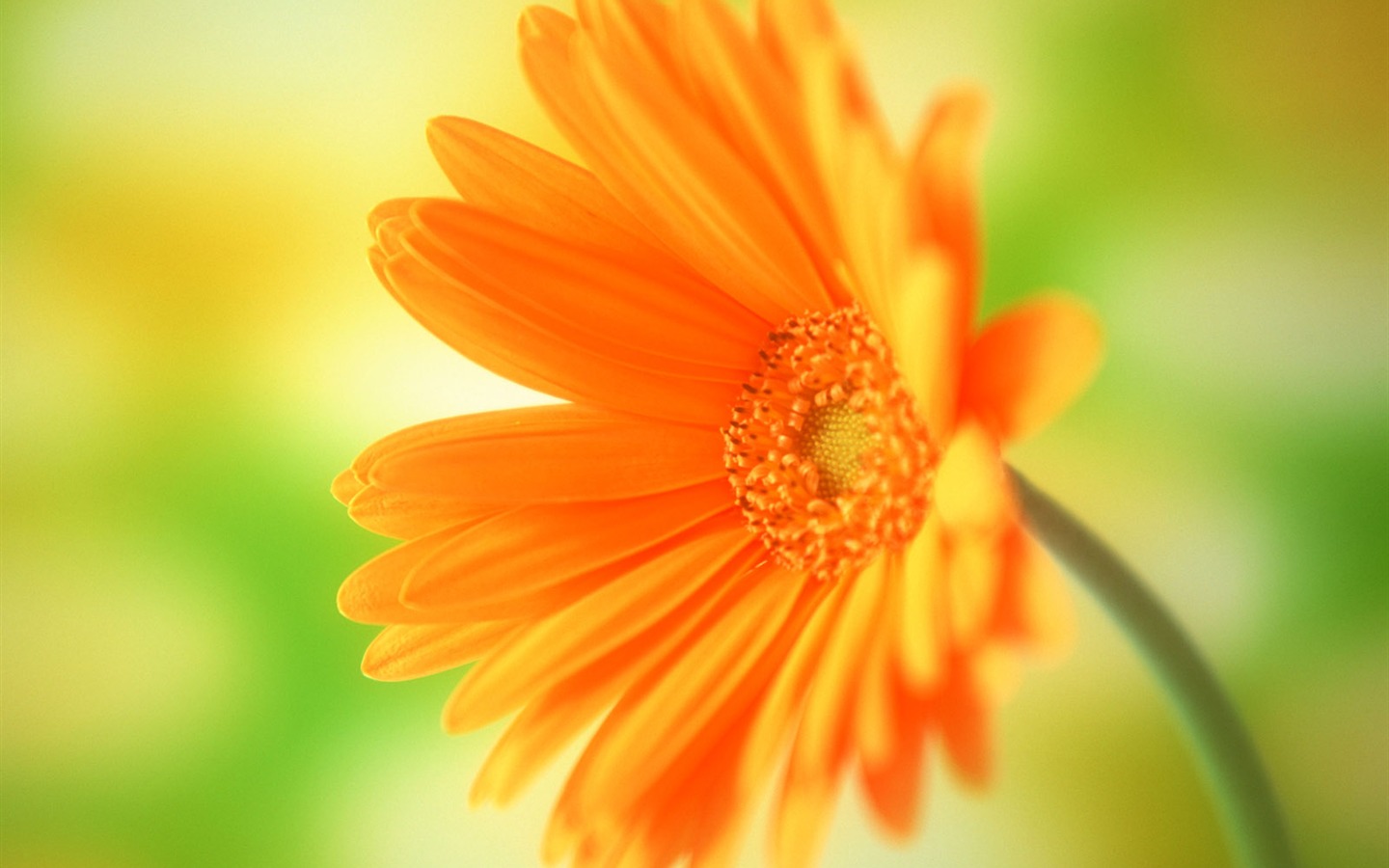Flores close-up (15) #15 - 1440x900