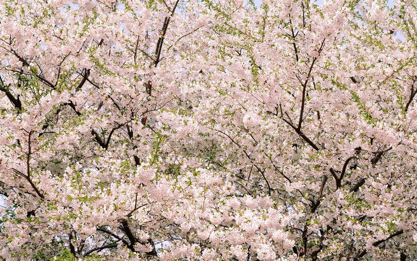 Flowers close-up (16) #4 - 1440x900