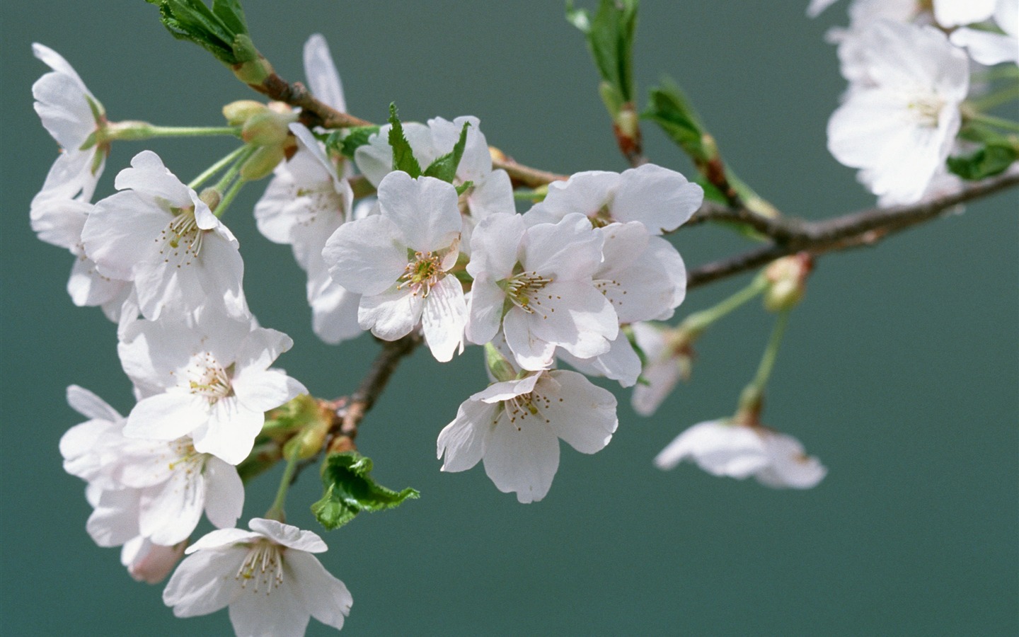 鲜花特写(16)5 - 1440x900