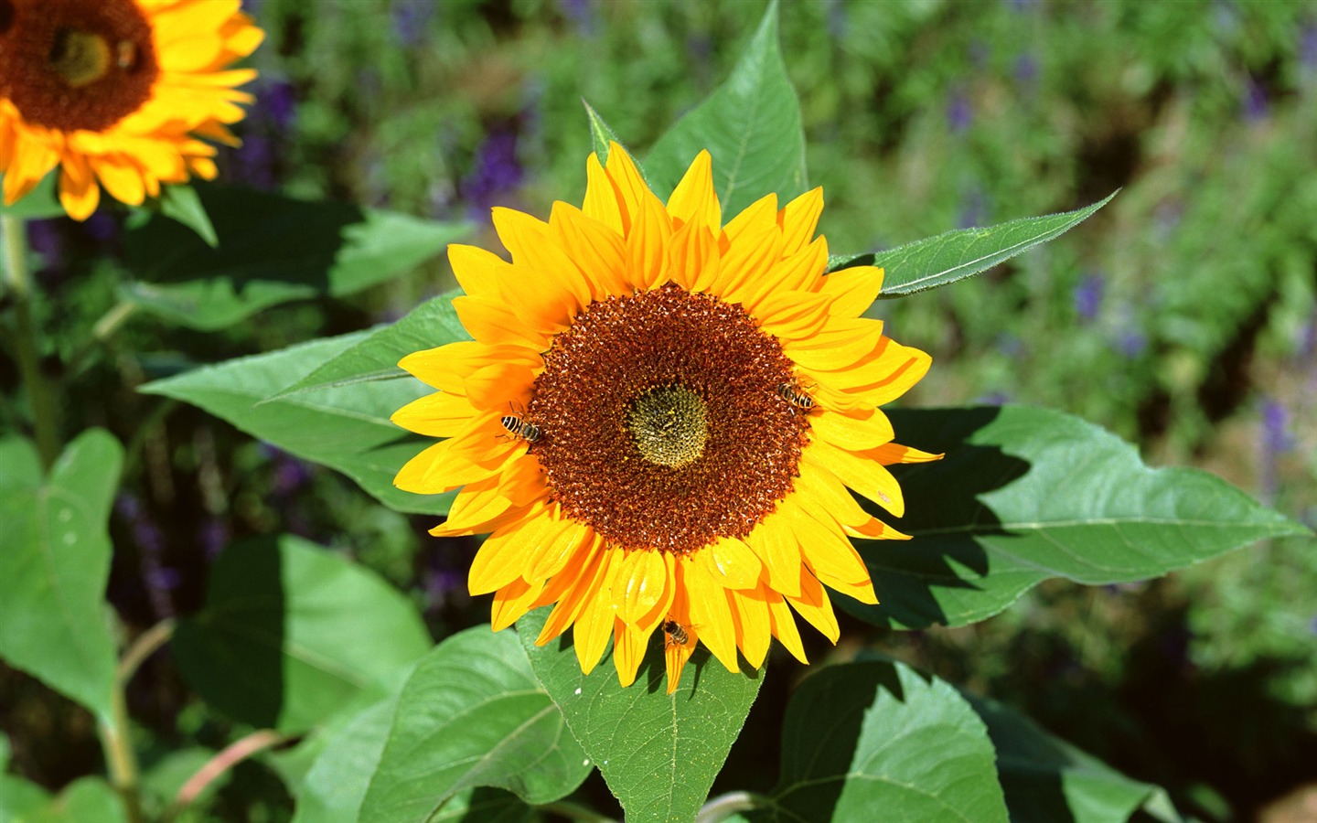 Flowers close-up (16) #18 - 1440x900