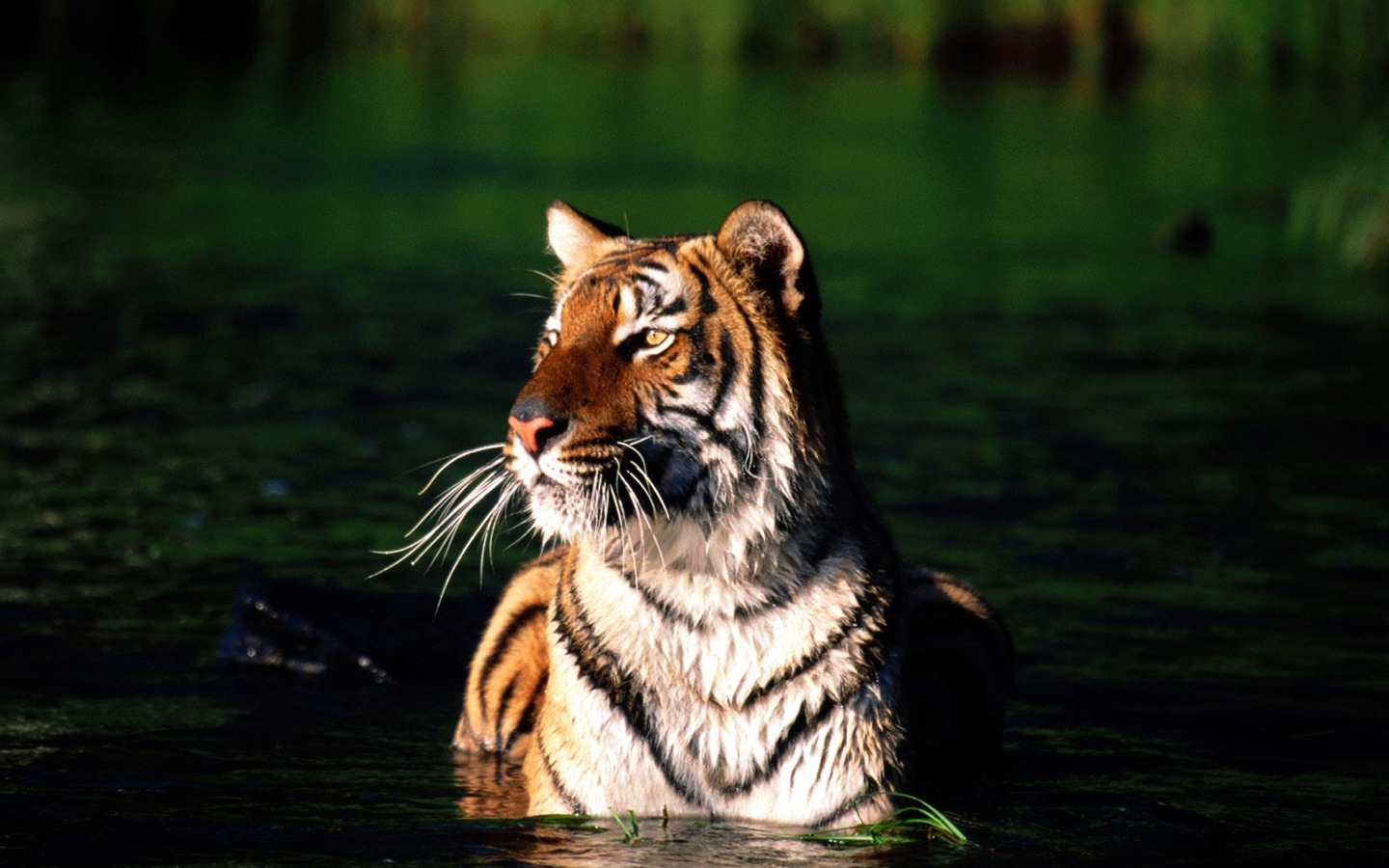 Fond d'écran Tiger Photo (3) #3 - 1440x900