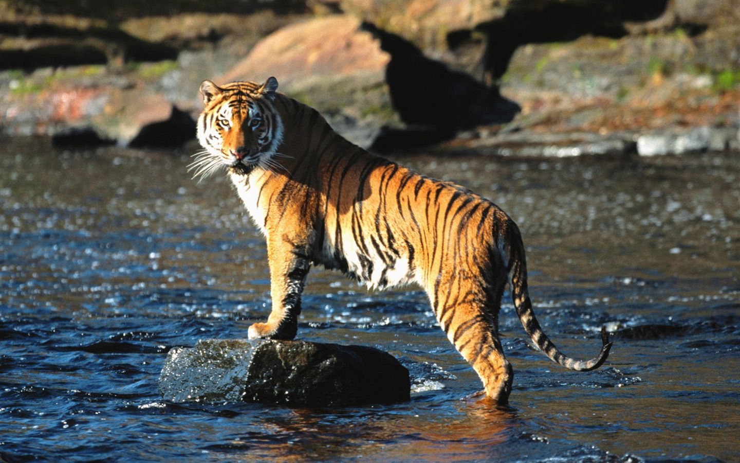 Tiger Photo Wallpaper (3) #4 - 1440x900