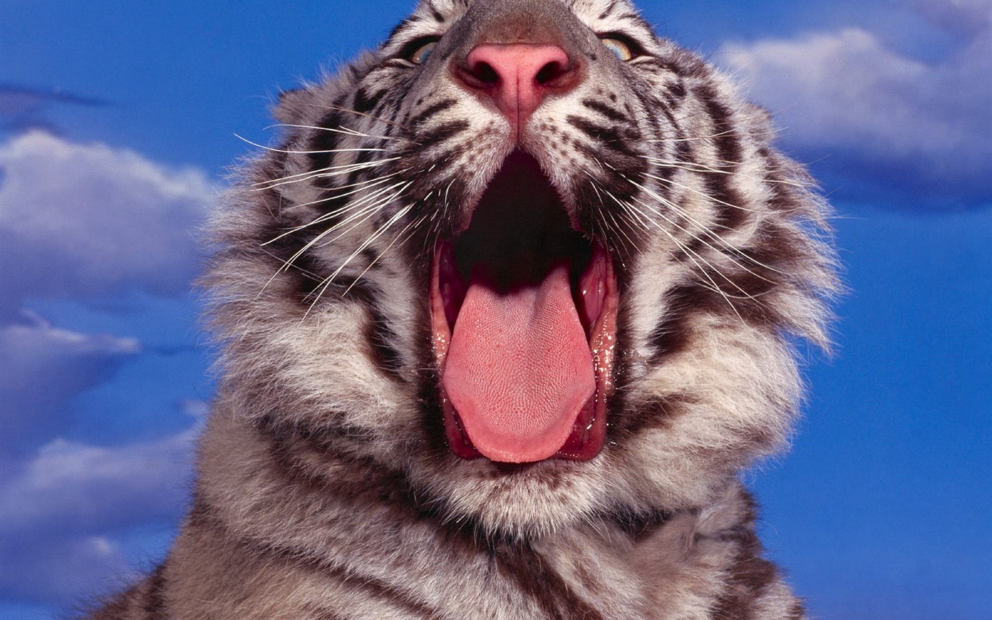 Fond d'écran Tiger Photo (3) #11 - 1440x900