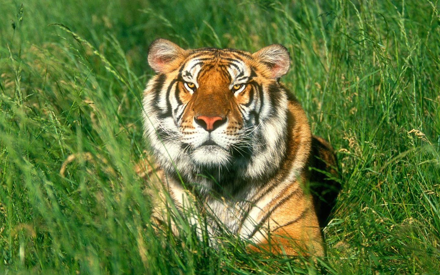 Fond d'écran Tiger Photo (3) #14 - 1440x900