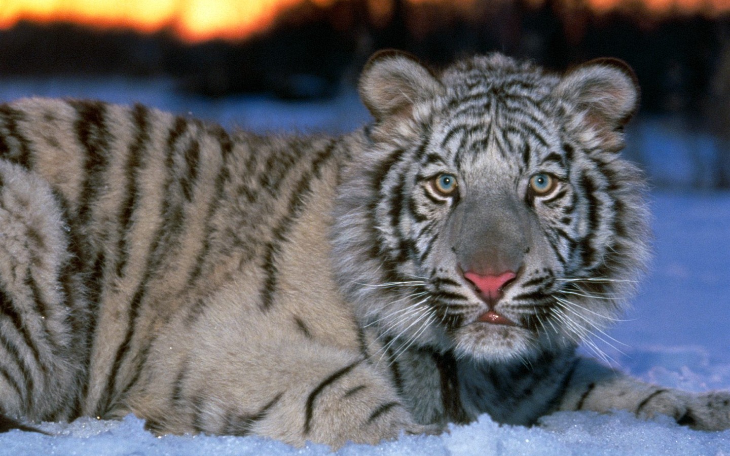 Fond d'écran Tiger Photo (3) #18 - 1440x900
