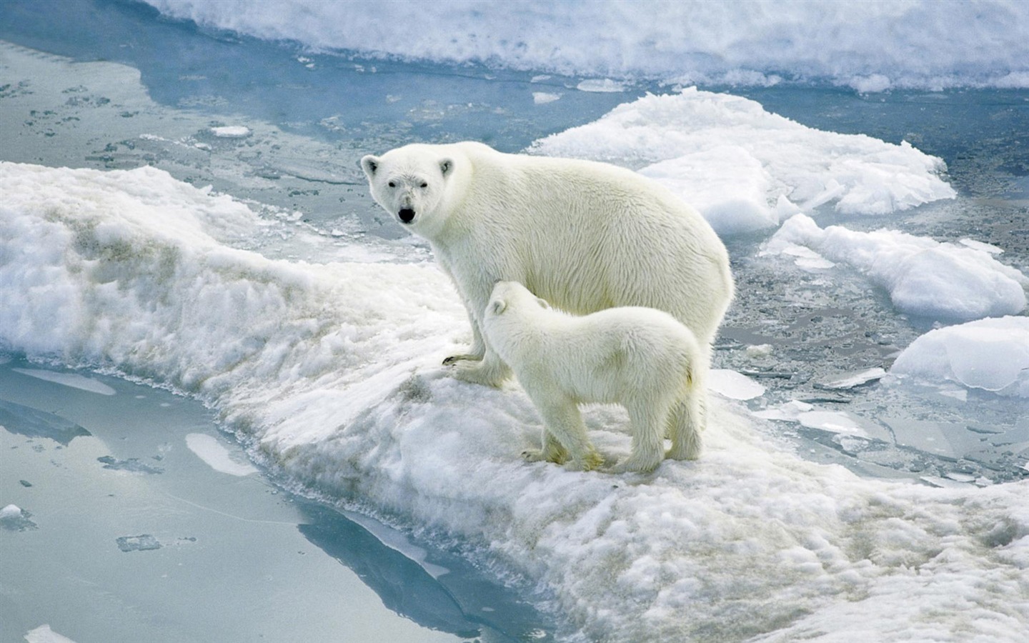 Polar Bear Photo Wallpaper #2 - 1440x900