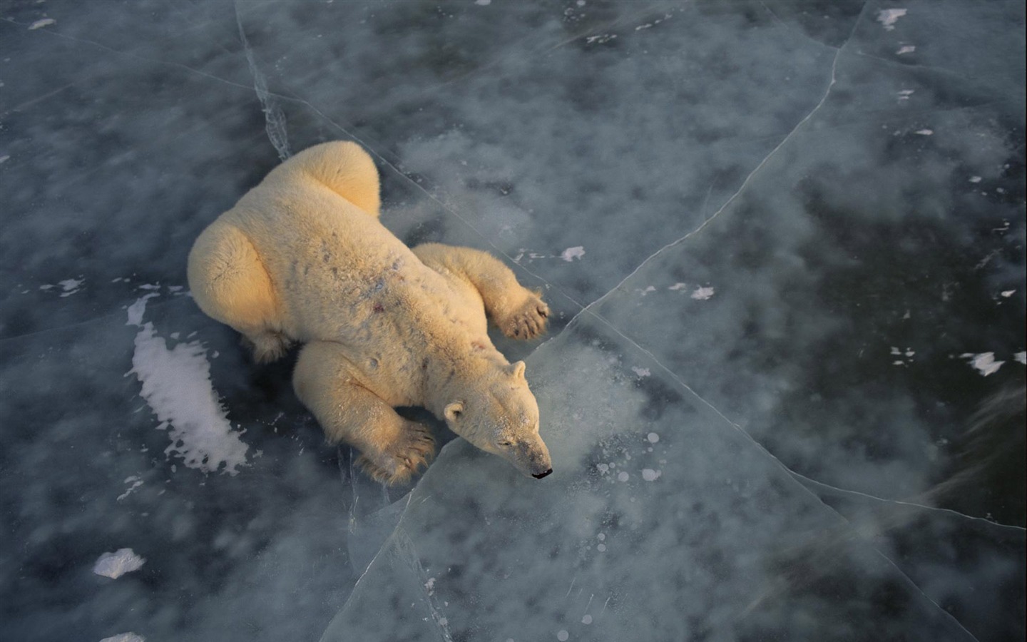 Polar Bear Photo Wallpaper #3 - 1440x900