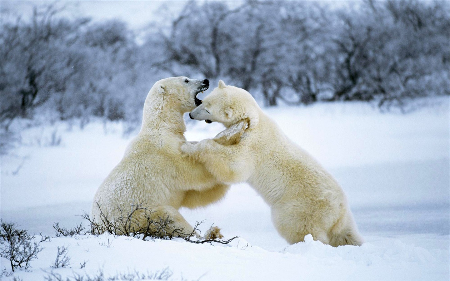 Polar Bear Foto Wallpaper #11 - 1440x900