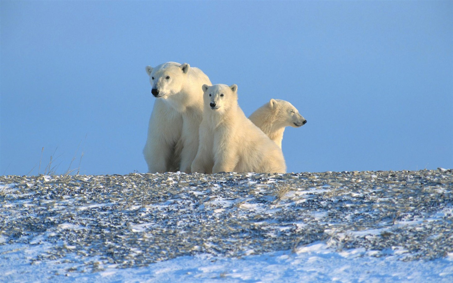 El oso polar Foto Wallpaper #13 - 1440x900