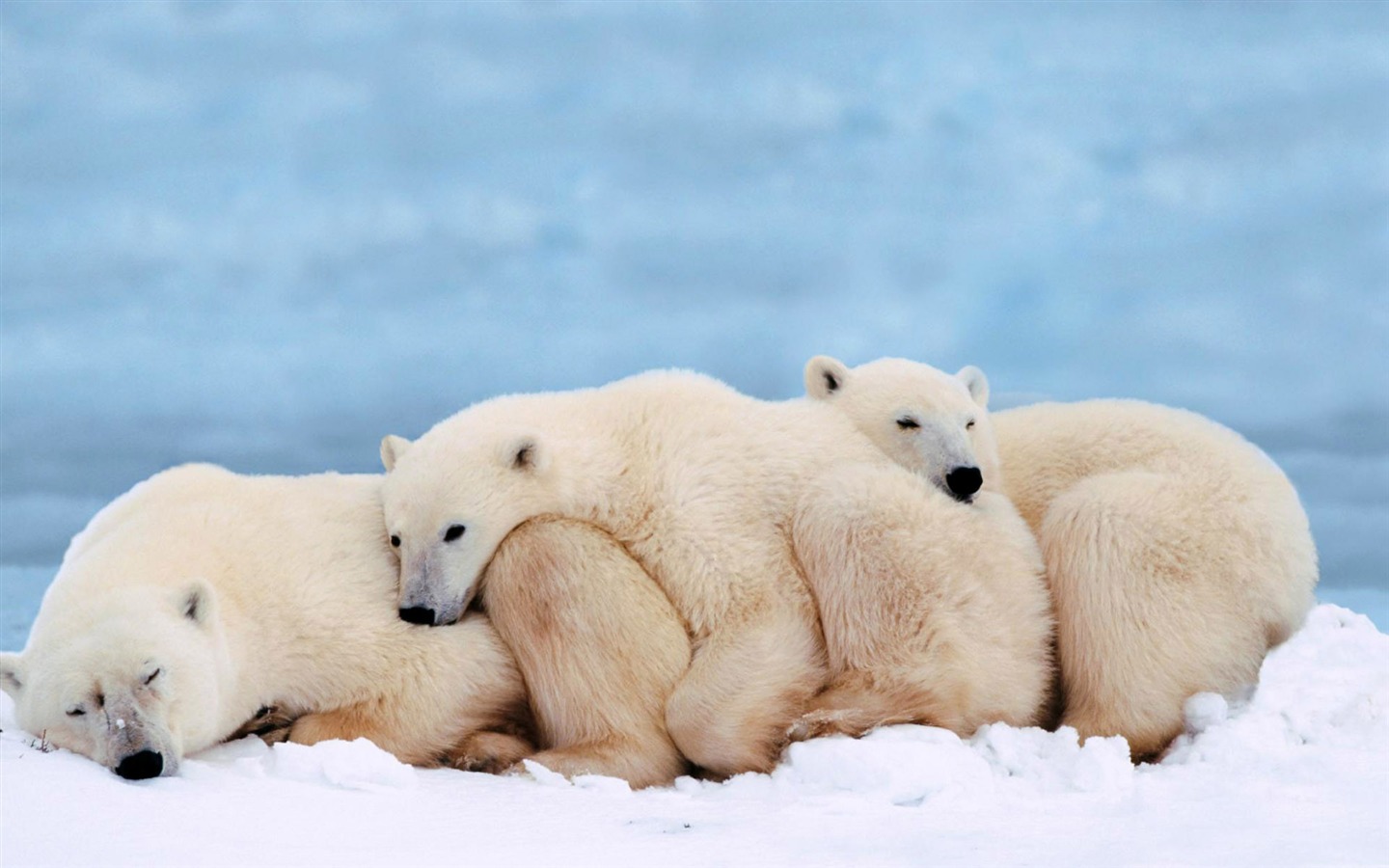 Fond d'écran Polar Bear Photo #14 - 1440x900