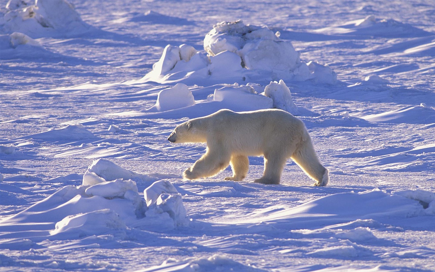 Fond d'écran Polar Bear Photo #15 - 1440x900