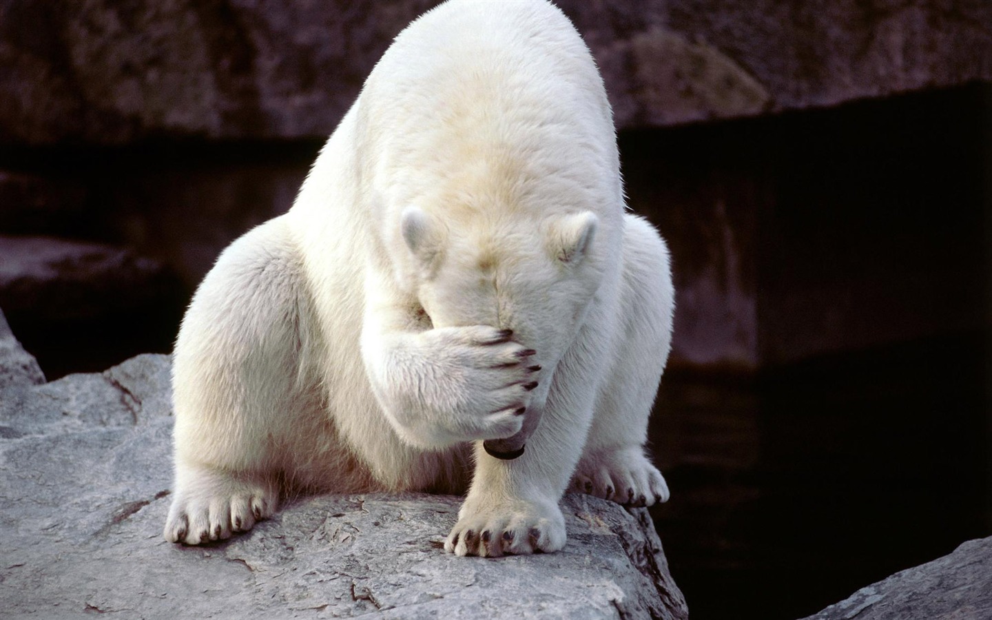 Fond d'écran Polar Bear Photo #18 - 1440x900