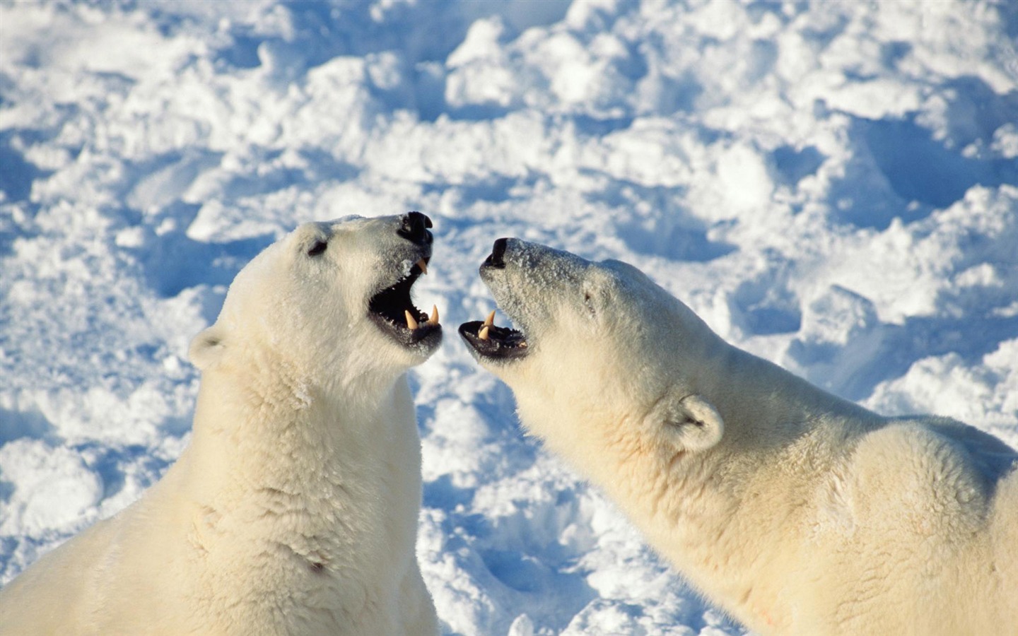 Fond d'écran Polar Bear Photo #20 - 1440x900