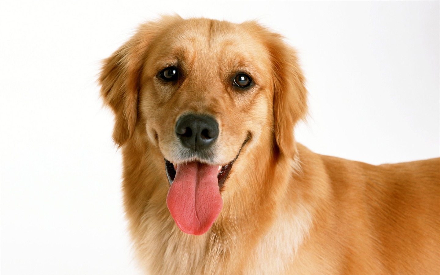 1600 fonds d'écran photo de chien (1) #1 - 1440x900