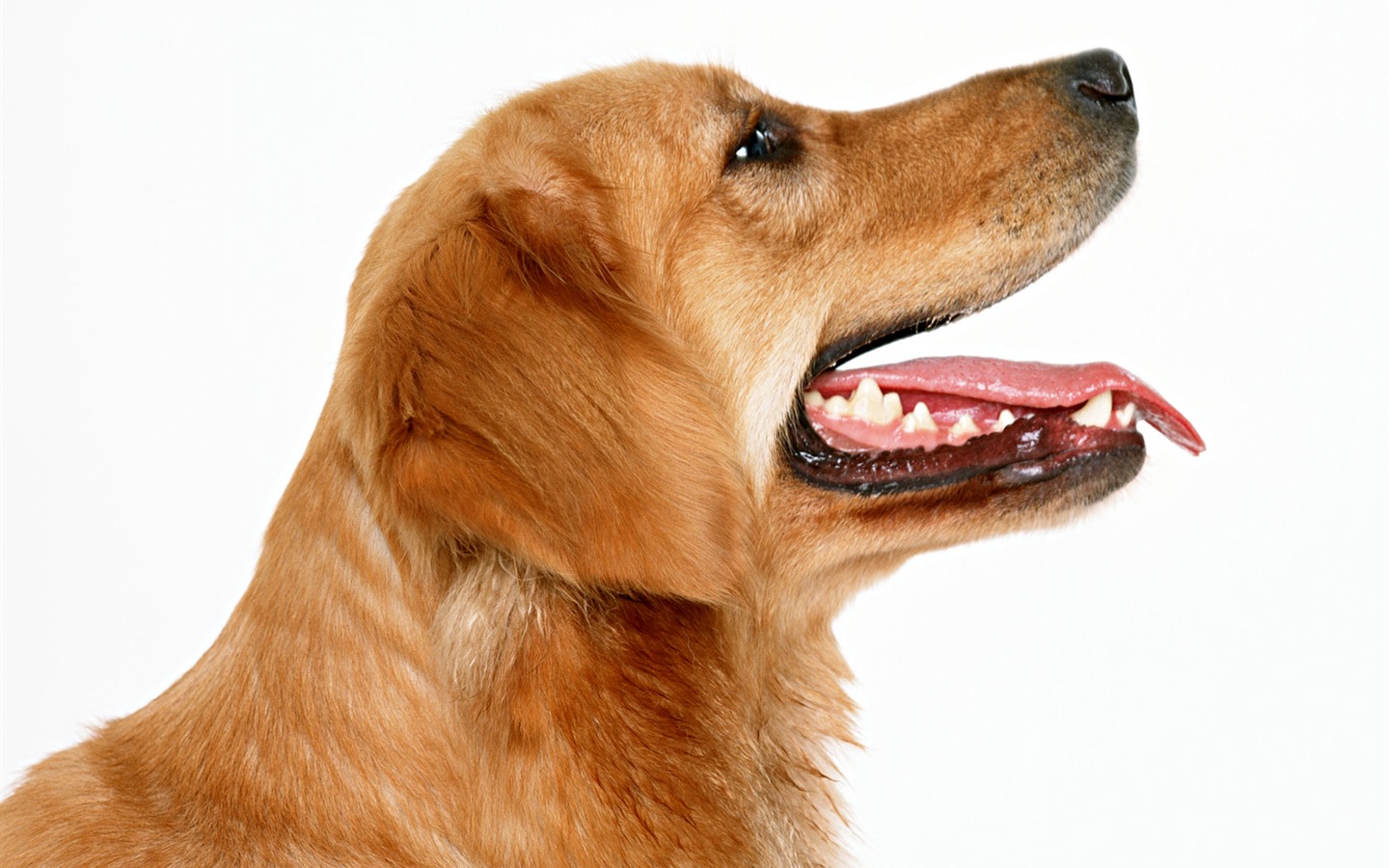 1600 fonds d'écran photo de chien (1) #4 - 1440x900