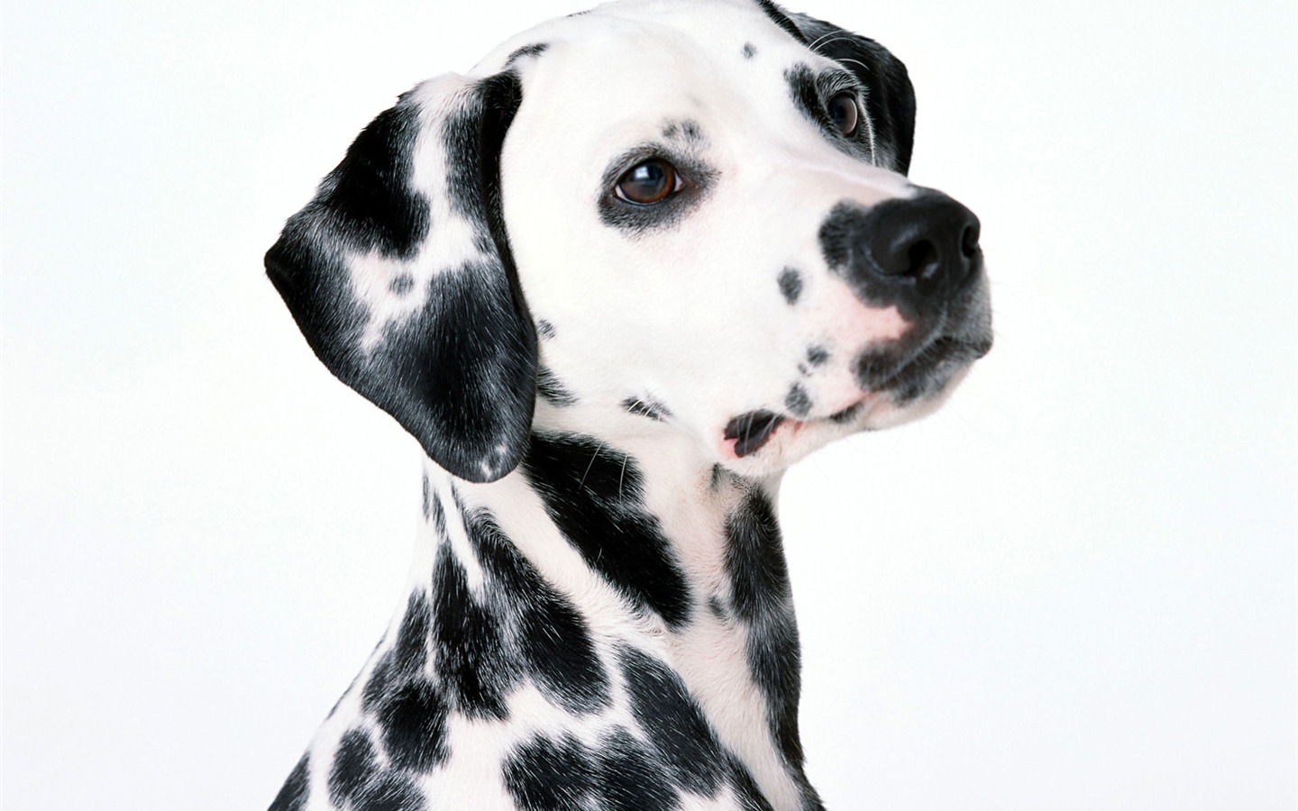 1600 fonds d'écran photo de chien (1) #5 - 1440x900