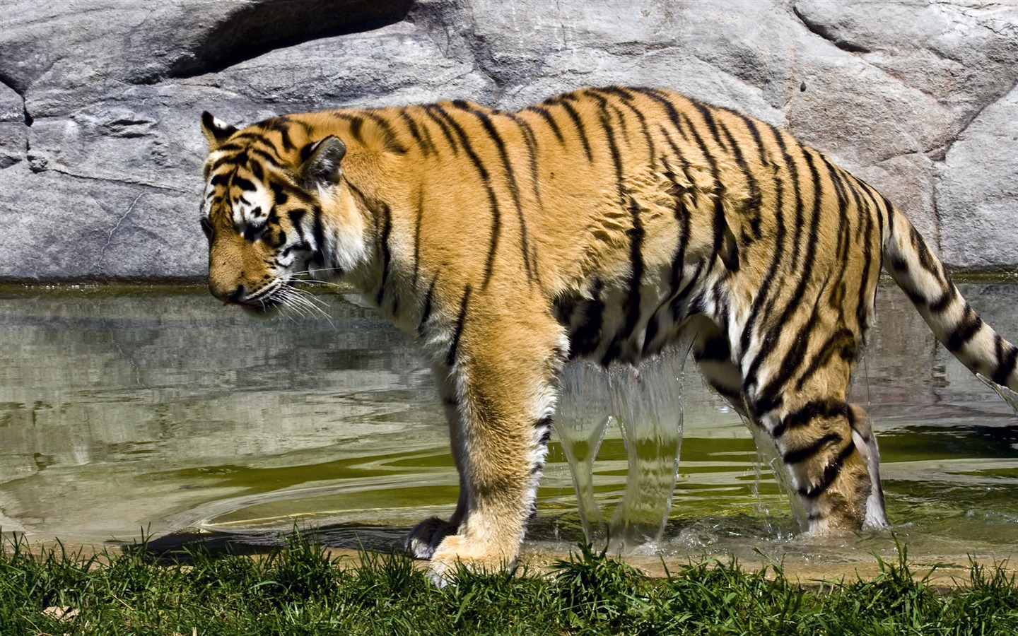 Tiger Фото обои (4) #6 - 1440x900