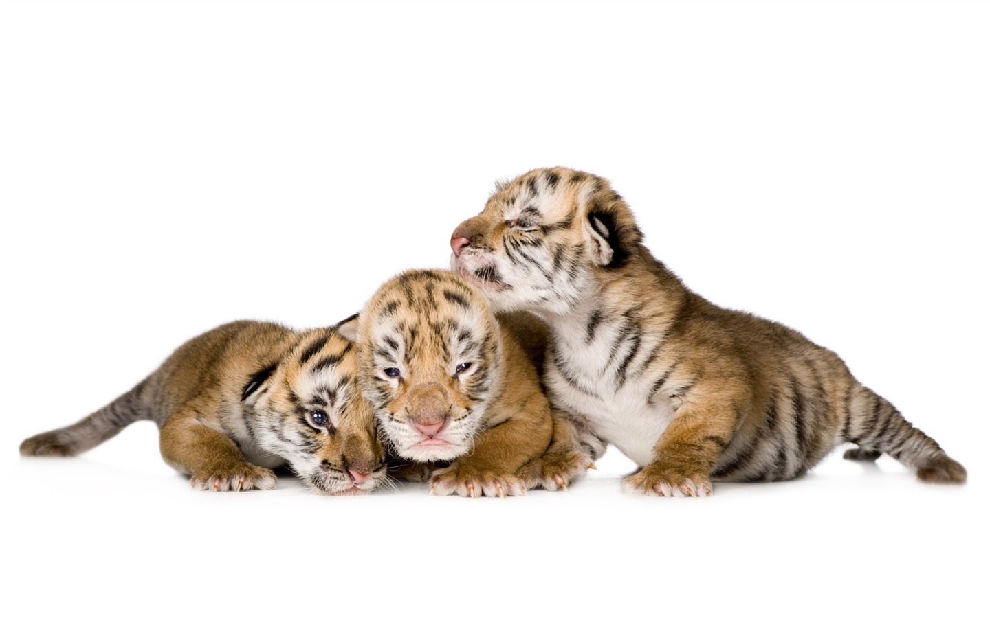 Tiger Фото обои (4) #14 - 1440x900
