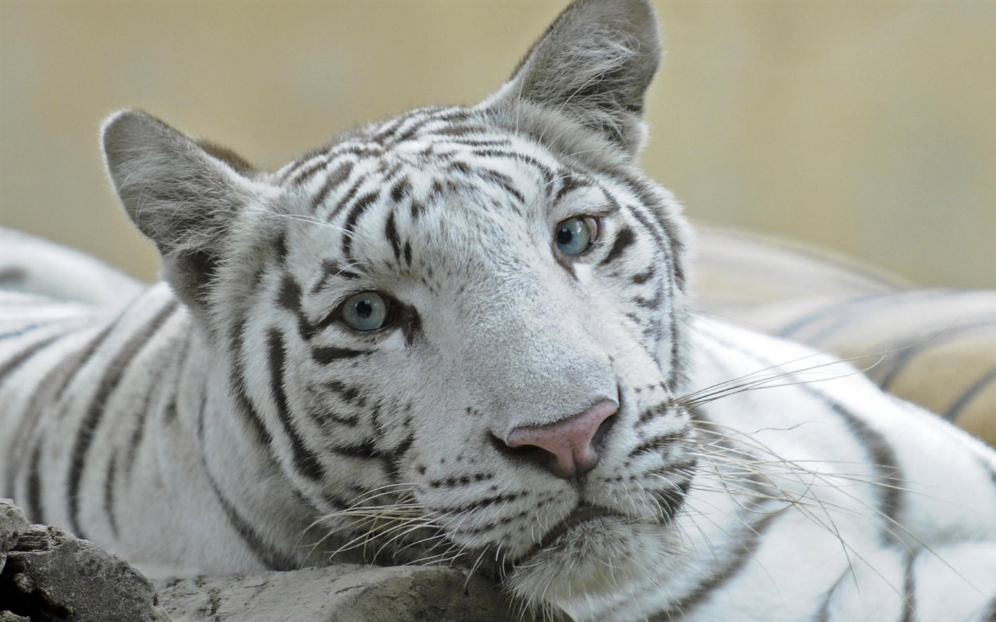 Fond d'écran Tiger Photo (5) #5 - 1440x900