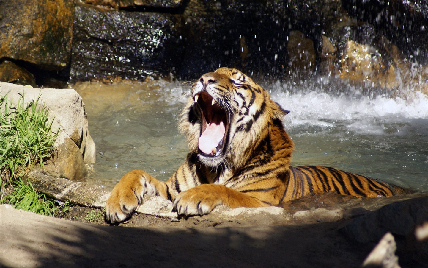 Tiger Foto tapety (5) #9 - 1440x900