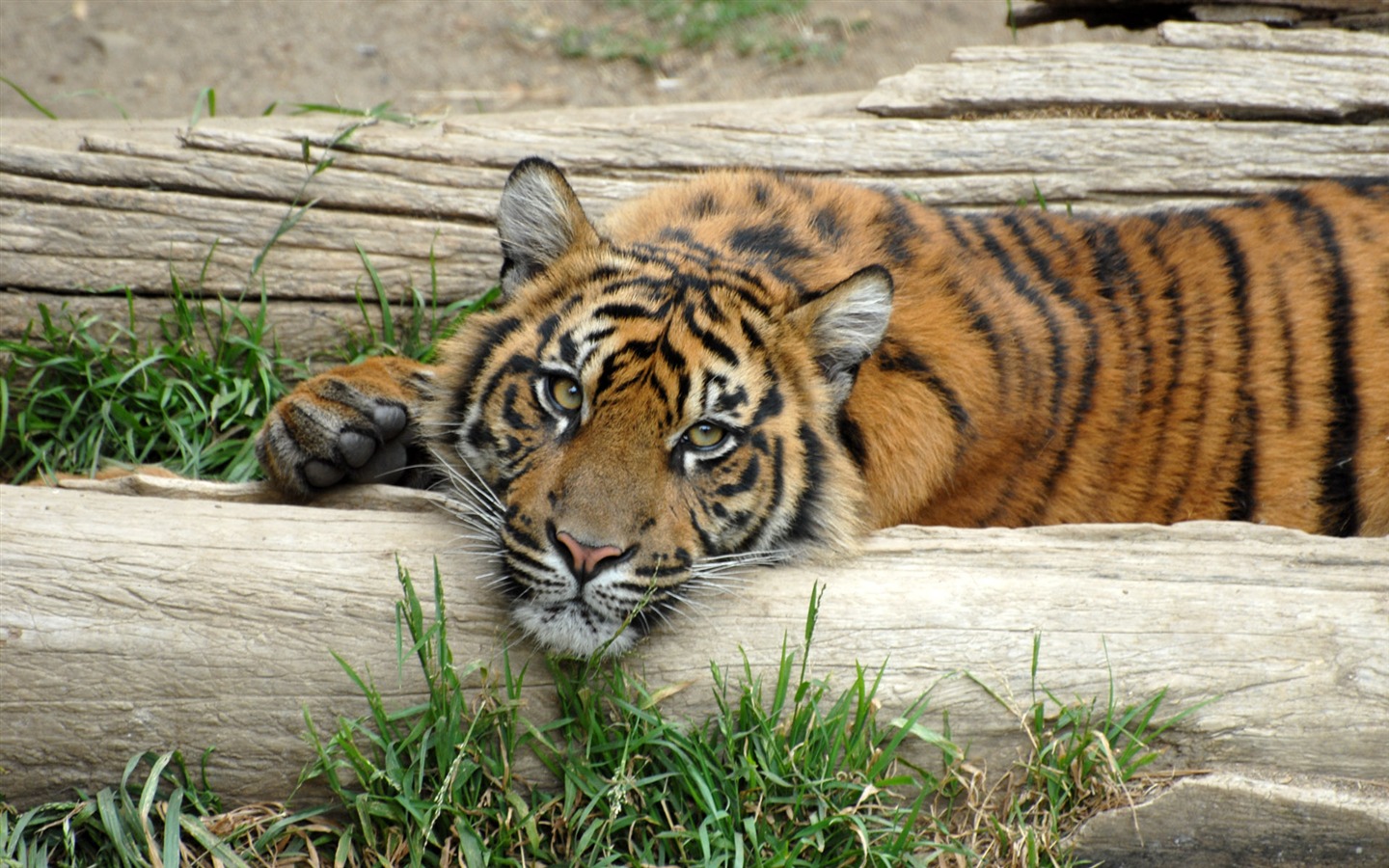 Fond d'écran Tiger Photo (5) #10 - 1440x900