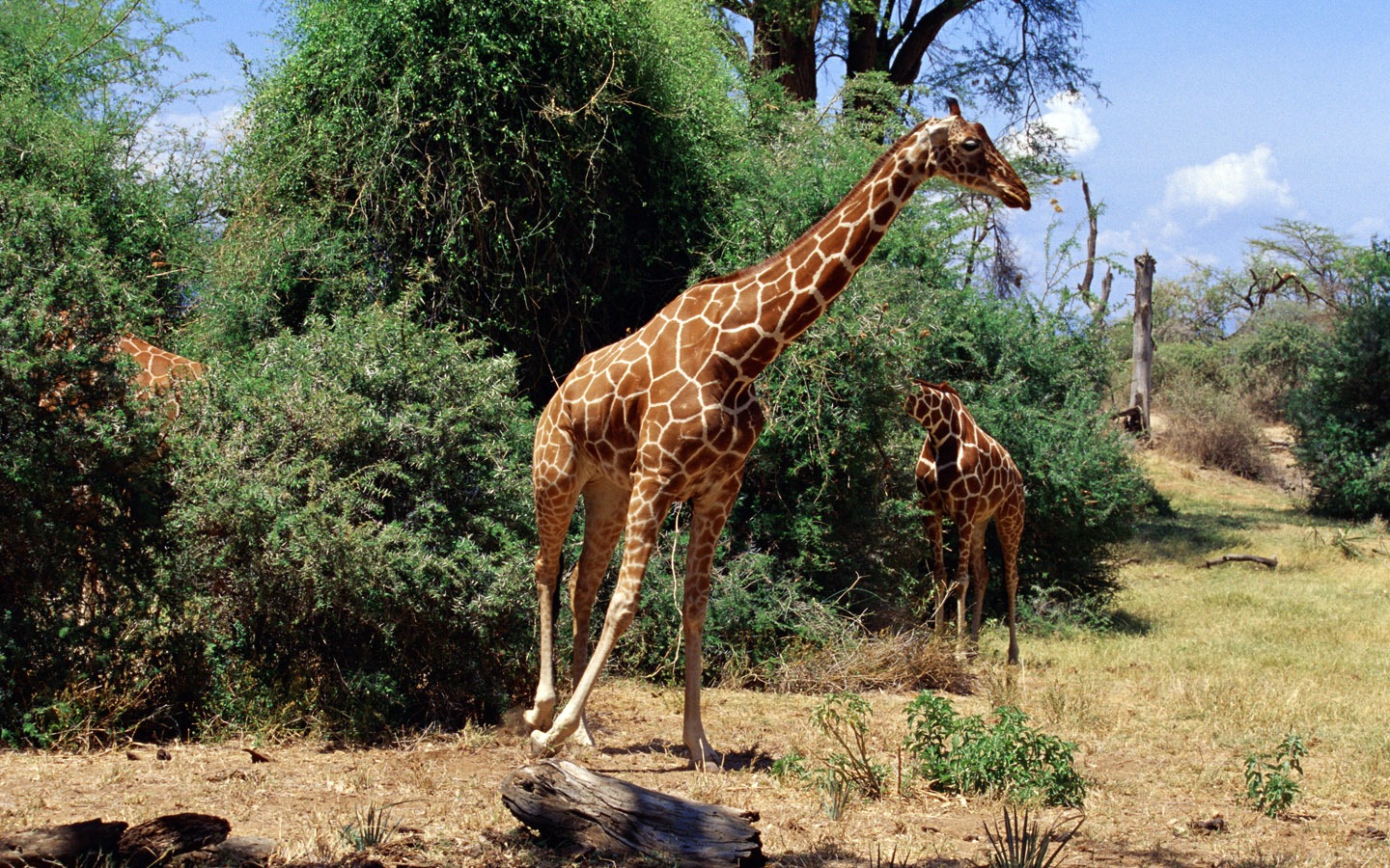 Giraffe Wallpaper Alben #2 - 1440x900
