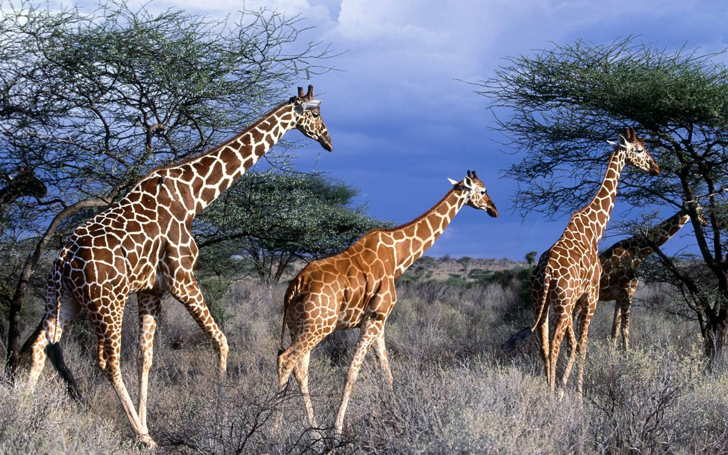 Giraffe wallpaper albums #13 - 1440x900