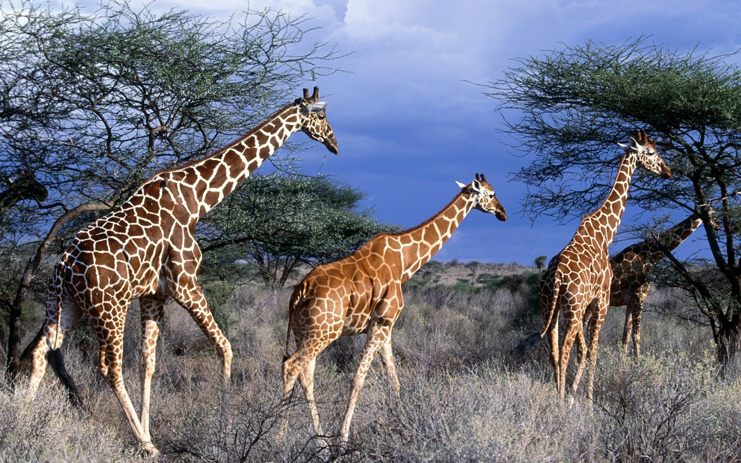 albums wallpaper Girafe #13 - 1440x900