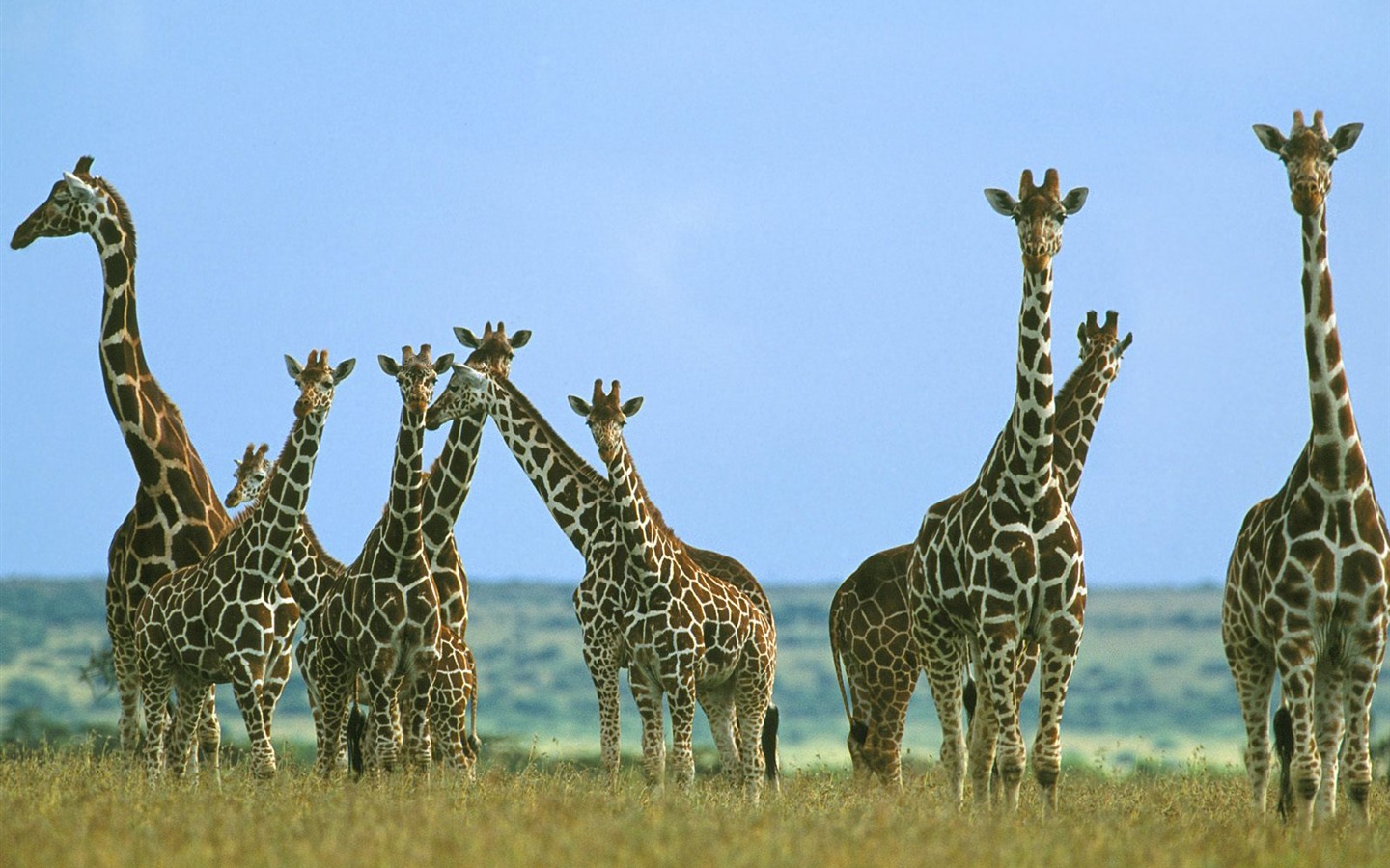 Giraffe wallpaper albums #14 - 1440x900