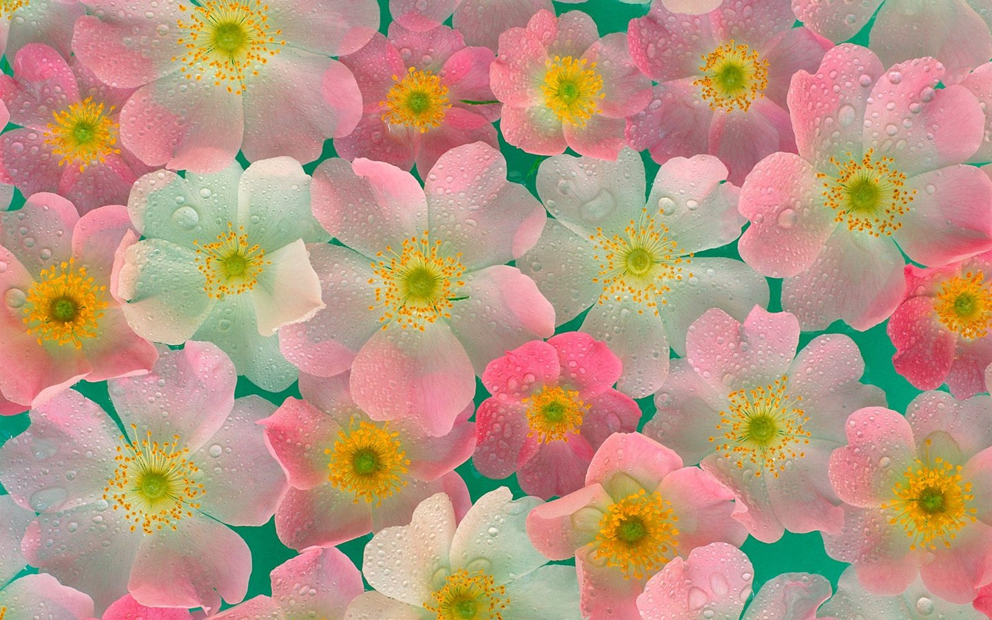 Flores close-up (19) #9 - 1440x900