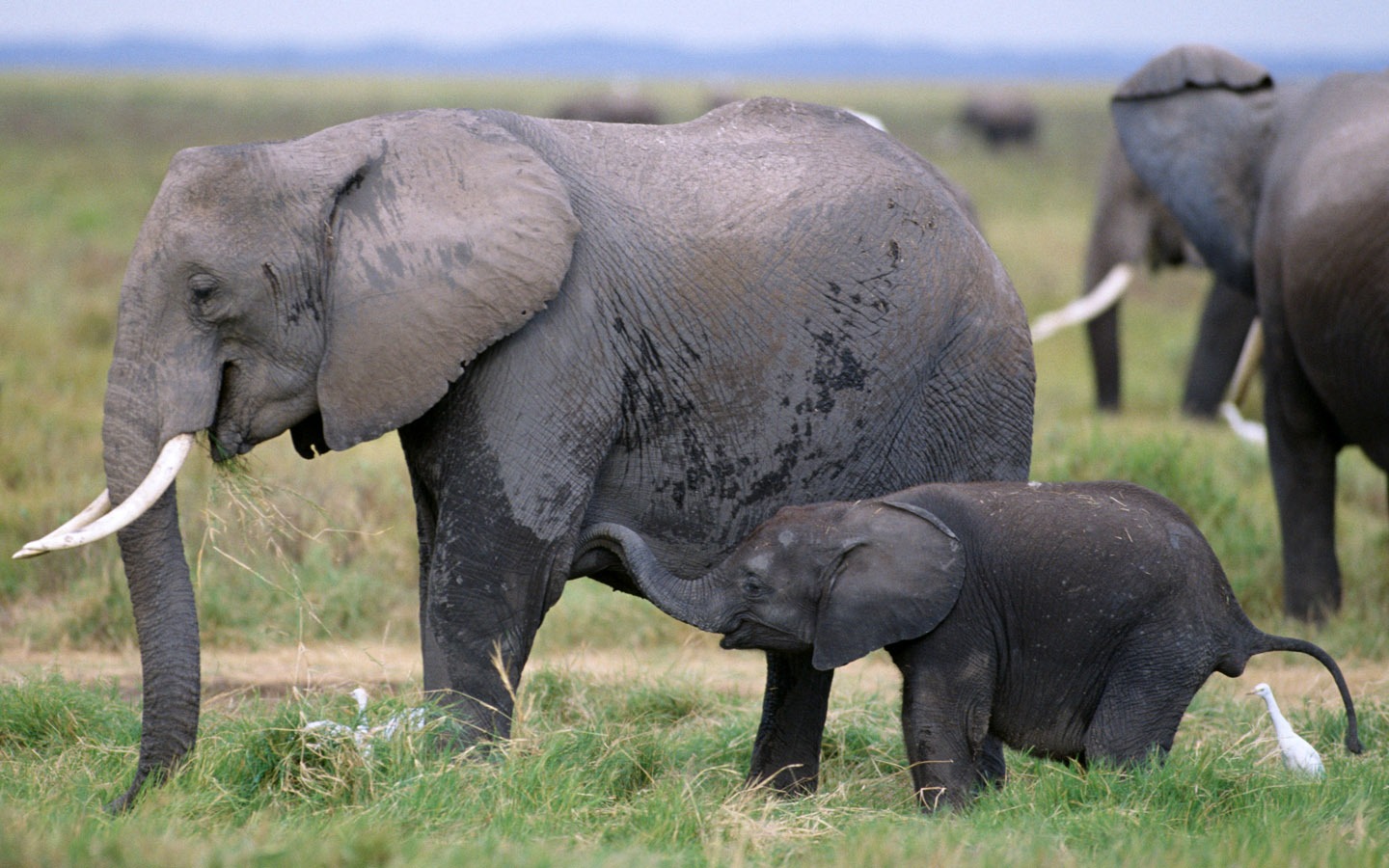 Fond d'écran Photo Elephant #4 - 1440x900