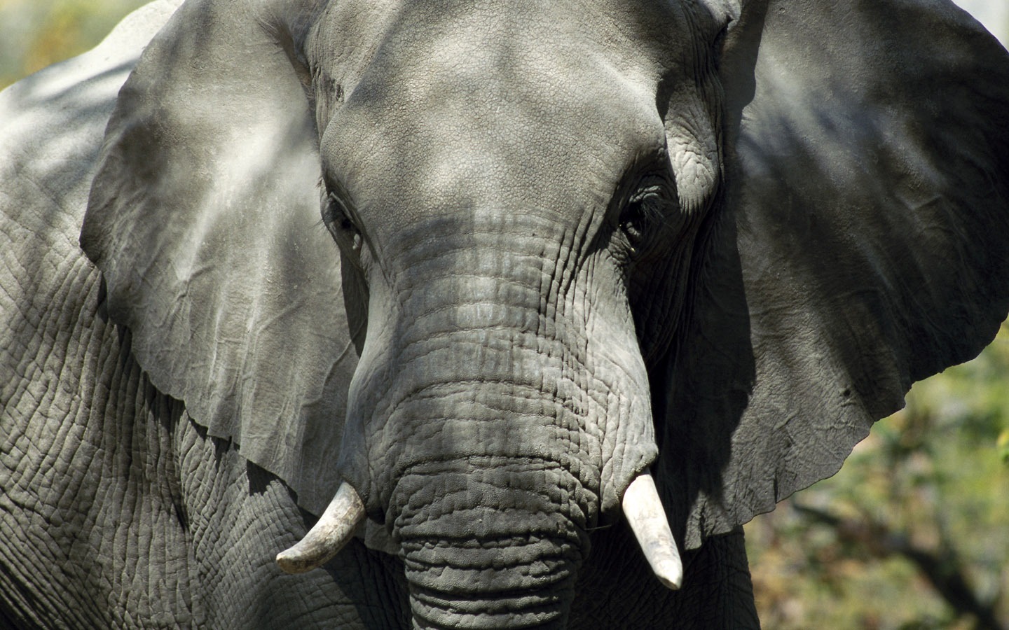 Elephant Photo Wallpaper #11 - 1440x900